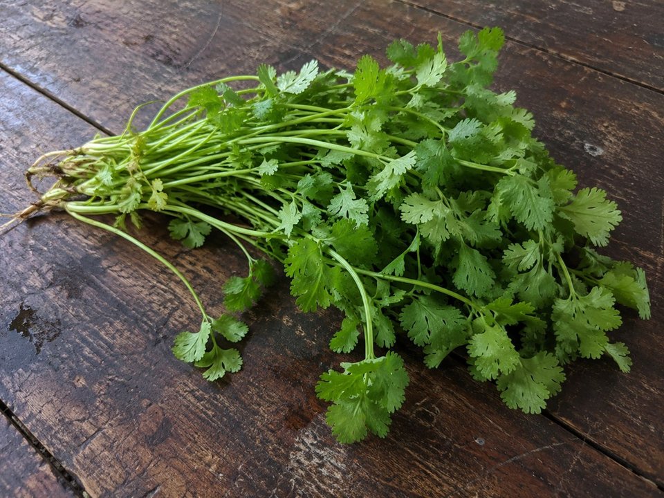 Coriander leaves (cilantro) — AI-generated illustration