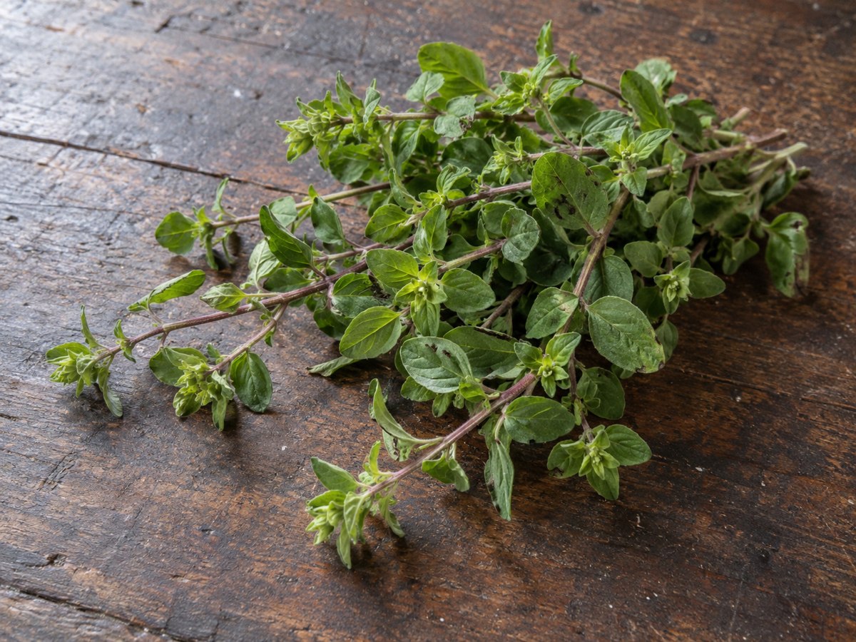 Oregano — KI-erzeugte Illustration